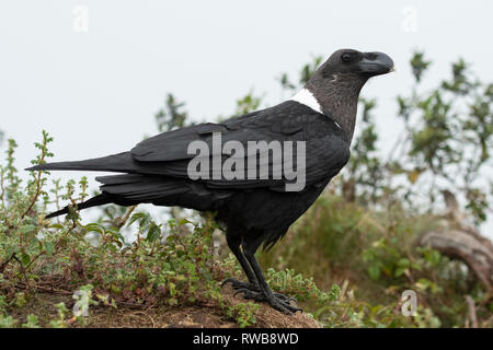 Bianco-colli, raven Corvus albicollis, Mgahinga Gorilla National Park, Uganda Foto Stock