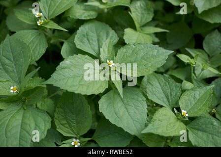 Galinsoga piante quadriradiata close up Foto Stock