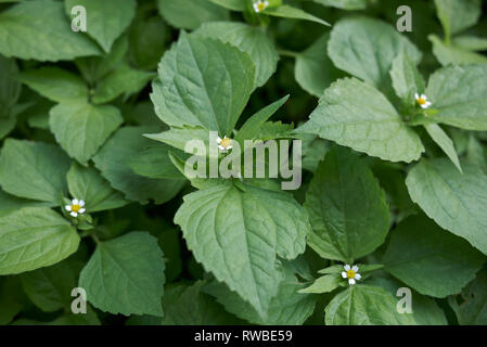 Galinsoga piante quadriradiata close up Foto Stock