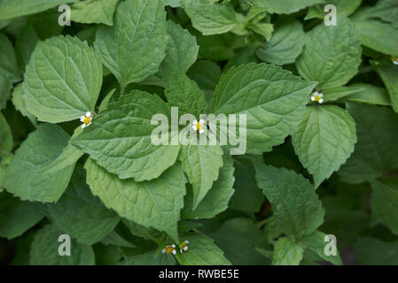 Galinsoga piante quadriradiata close up Foto Stock