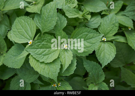 Galinsoga piante quadriradiata close up Foto Stock