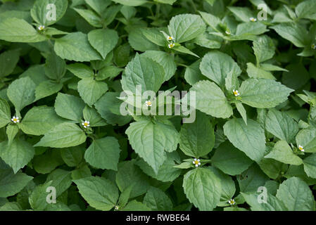 Galinsoga piante quadriradiata close up Foto Stock