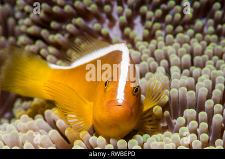Orange skunk clownfish o arancione [anemonefish Amphiprion sandaracinos]. Puerto Galera, Filippine. Foto Stock