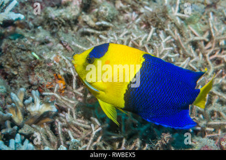 Bicolor angelfish [Centropyge bicolor]. Nord Sulawesi, Indonesia. Foto Stock