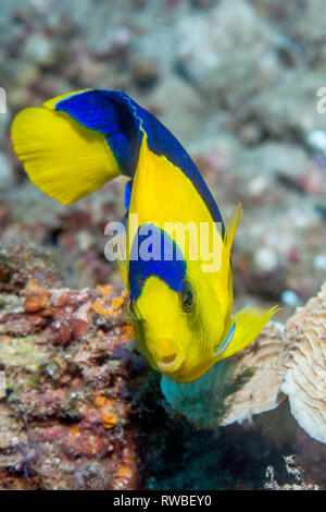 Bicolor angelfish [Centropyge bicolor]. Nord Sulawesi, Indonesia. Foto Stock