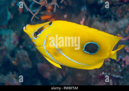 Il Bennett's butterflyfish o Bluelashed butterflyfish [Chaetodon bennetti]. Nord Sulawesi, Indonesia. Foto Stock