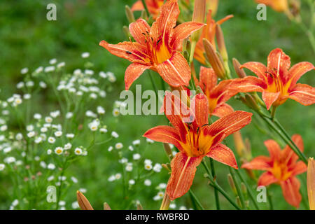 Coleotteri impollinare daylilies arancione sull'aiuola Foto Stock