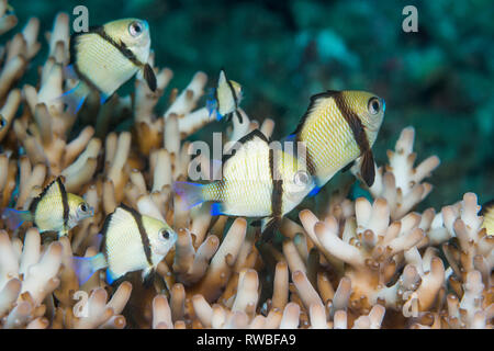 Dascyllus reticolato [Dascyllus reticulatus]. Nord Sulawesi, Indonesia. Foto Stock
