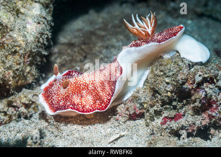 Nudibranch - Chromodoris tinctoria. Nord Sulawesi, Indonesia. Foto Stock