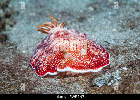 Nudibranch - Chromodoris tinctoria. Nord Sulawesi, Indonesia. Foto Stock