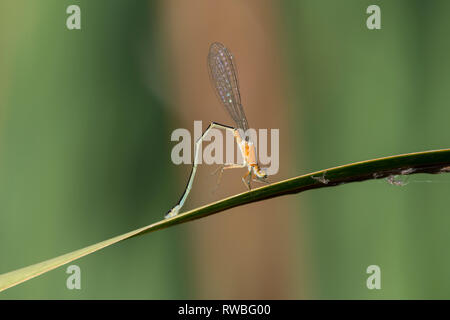Piccolo Bluetail, scarse Blu-tailed Damselfly (Ischnura pumilio), femmina immature Foto Stock