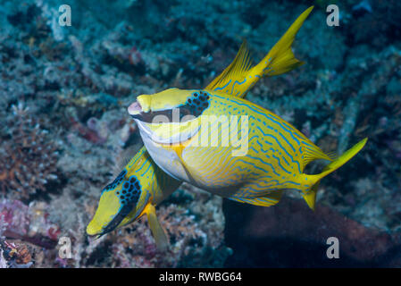 Spinefoot mascherato, decorate rabbitfish [Siganus puellus]. Nord Sulawesi, Indonesia. Foto Stock