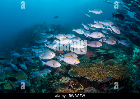 Una scuola di forma allungata [surgeonfish Acanthurus mata] sulla barriera corallina. Papua occidentale, in Indonesia. Foto Stock