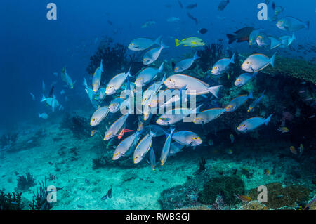 Una scuola di forma allungata [surgeonfish Acanthurus mata] sulla barriera corallina. Papua occidentale, in Indonesia. Foto Stock