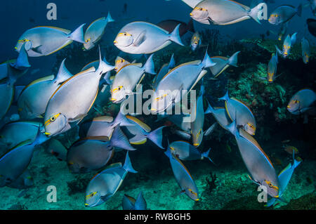 Una scuola di forma allungata [surgeonfish Acanthurus mata] sulla barriera corallina. Papua occidentale, in Indonesia. Foto Stock