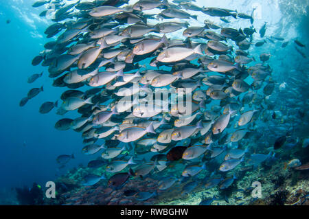 Una scuola di forma allungata [surgeonfish Acanthurus mata] sulla barriera corallina. Papua occidentale, in Indonesia. Foto Stock