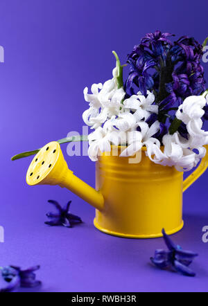 Fiori freschi su giallo annaffiatoio. Tempo di primavera è venuta con il concetto di spazio di copia Foto Stock
