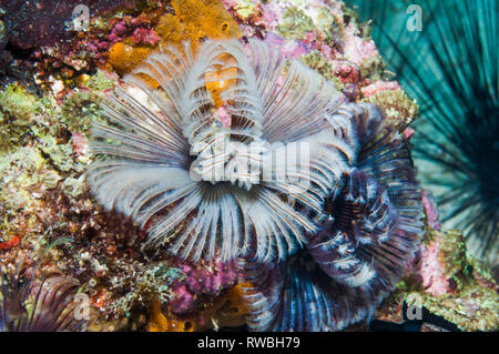 Feather duster worm [Bispira sp.]. Puerto Valera, Philppines. Foto Stock