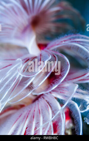 Magnifica feather duster worm [Protula magnifica]. Puerto Galera, Filippine. Foto Stock