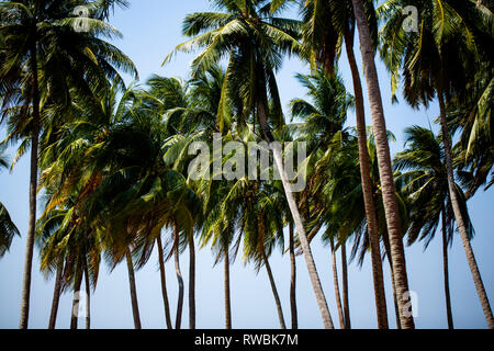 Gli alberi di cocco ondeggianti nel vento sulla isola di Ross parte delle Isole Andamane e Nicobare dell India Foto Stock