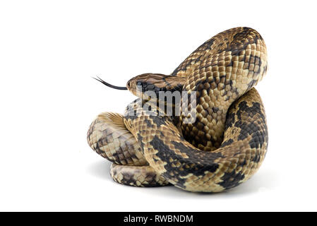 Falso cobra acqua isolati su sfondo bianco Foto Stock