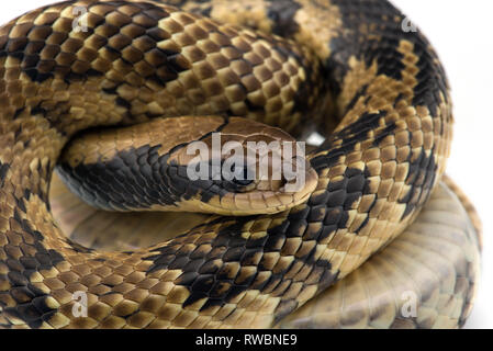 Falso cobra acqua isolati su sfondo bianco Foto Stock