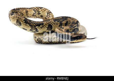 Falso cobra acqua isolati su sfondo bianco Foto Stock