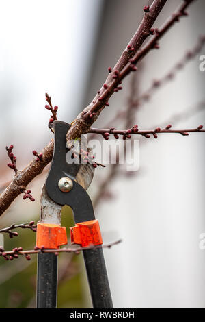 Tree-taglio di un albero di albicocche con boccioli fatta con sfrondatori nella primavera Foto Stock