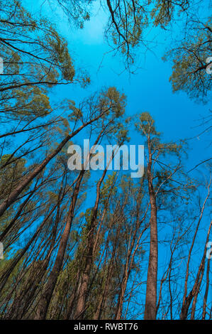 Guardando gli alberi alti, basso angolo visuale del cielo e bosco di latifoglie treetops Foto Stock