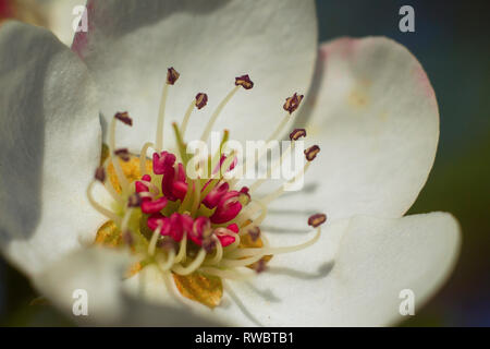 Una pera fiore bianco fiore macro close-up. Pyrus communis fiore. Peduncoli. Petali di colore bianco. L'Ucraina Foto Stock