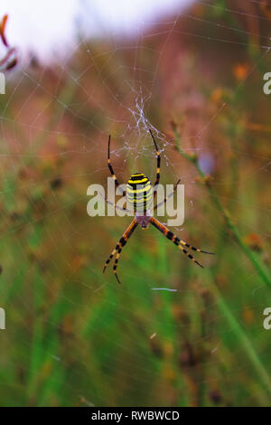 Un orb-web spider sulla natura dello sfondo. Argiope bruennichi spider. Ragno nel web. Wasp spider fotografia di close-up Foto Stock