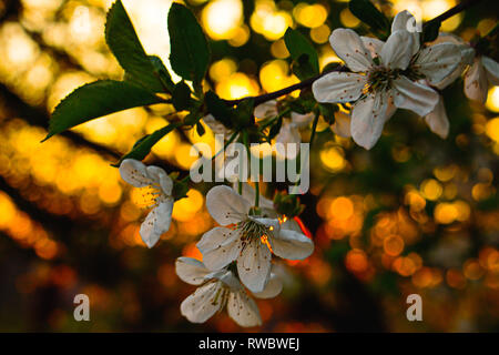 La molla bellissimi fiori di ciliegio in fiore golden bokeh sfondo. Un ramo di ciliegio con splendidi fiori sbocciano i fiori. Primavera la natura. Flusso di primavera Foto Stock