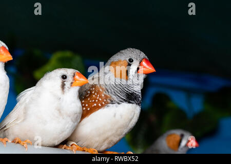 Bellissimo uccello, Zebra Finch (Taeniopygia guttata) appollaiate su un ramo. Foto Stock