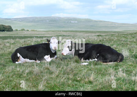 Vacche su mori vicino Malham Tarn in Yorkshire Dales. Grande vicino cicatrice in background. Foto Stock