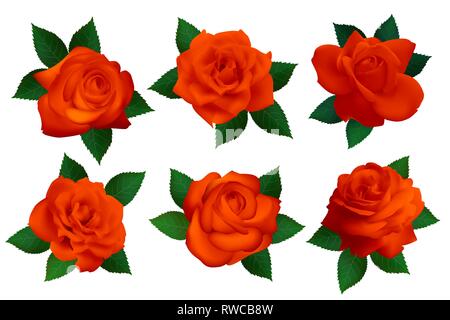 Set di rose rosse su uno sfondo bianco. Vettore isolato fiori. Illustrazione Vettoriale