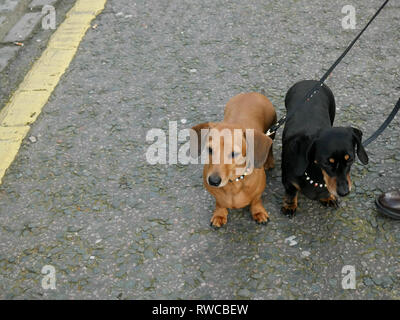 Due Dachshunds sulla porta fuori per una passeggiata Foto Stock