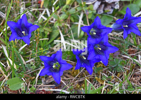 Close-up di blu genziana stemless nelle Alpi Foto Stock