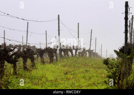 Filari di vigne sit dormienti in una fitta nebbia di Katzrin il Golan cantina Vigna in Israele. Foto Stock