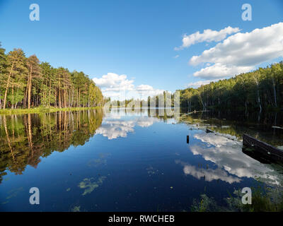 Il lago con pini e bosco di betulle, sulle rive. Il cielo e gli alberi sono riflessi nell'acqua Foto Stock