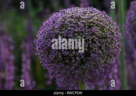 Close-up di un singolo Allium Gladiator fiore con la sua lilla-viola a forma rotonda testa fiore costituito da minuscoli fiori. Londra, Regno Unito. Foto Stock