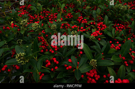 Bacche di colore rosso scuro e lucide foglie della terra cover pianta di giardino Skimmia japonica Diamante rosso, con boccioli di fiori per la fioritura in primavera. Londra, Regno Unito Foto Stock