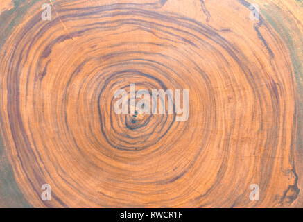 Sezione trasversale dell'albero di cedro . Risorse grafiche, sullo sfondo di legno. Foto Stock