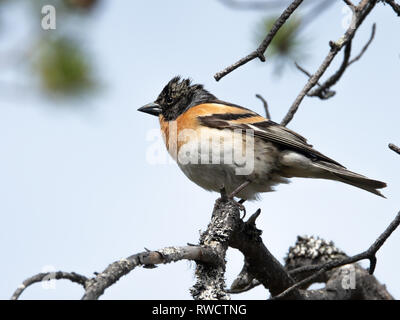 Maschio Brambling Foto Stock