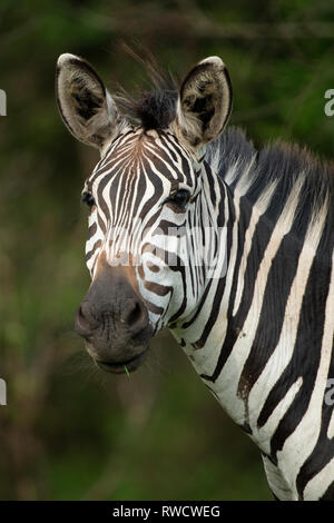 La Burchell zebra, Equus burchellii, Lago Mburo National Park, Uganda Foto Stock