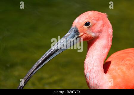 (Eudocimus ruber) Foto Stock