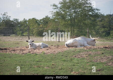 Due ungherese Cattles grigio sulla fattoria su una soleggiata giornata estiva Foto Stock