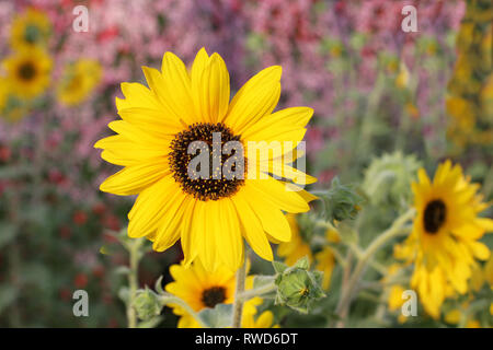 Girasoli decorativi su uno sfondo di aiuole di fiori nel parco. Primo piano Foto Stock