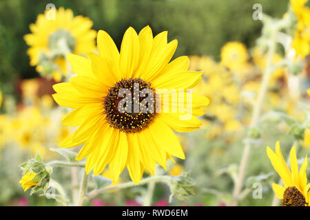 Girasoli decorativi su uno sfondo di aiuole di fiori nel parco. Primo piano Foto Stock