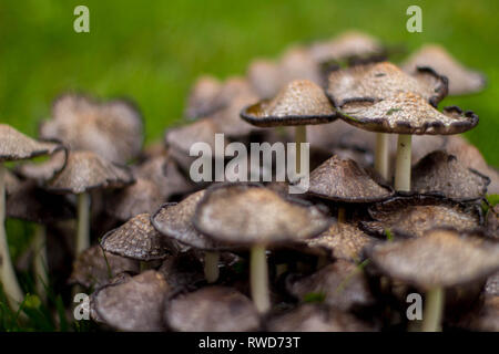 Cluster di funghi dopo la pioggia Foto Stock