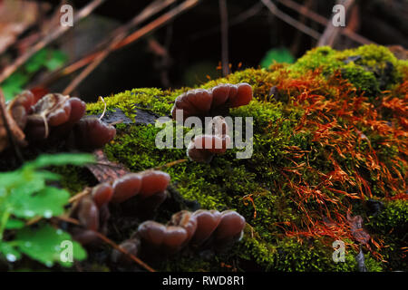 Splendida vegetazione di muschi e funghi Oyster nel bosco al giorno di pioggia a Krivoy Rog, Ucraina Foto Stock